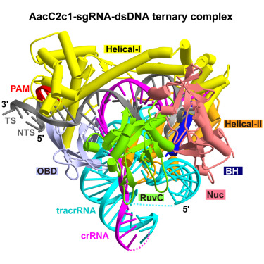 AacC2c1-sgRNA-DNA Ternary Complex