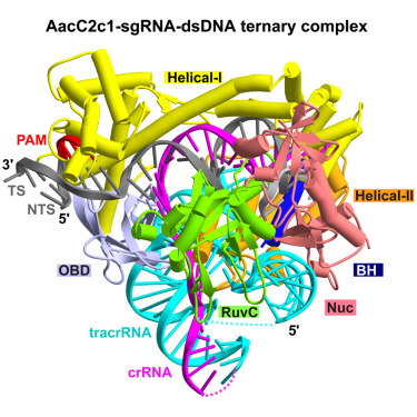 AacC2c1-sgRNA-DNA Ternary Complex AacC2c1-sgRNA-DNA Ternary Complex