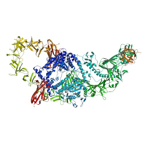 Structure of the full-length Clostridium difficile toxin B in complex with 3 VHHs Structure of the full-length Clostridium difficile toxin B in complex with 3 VHHs