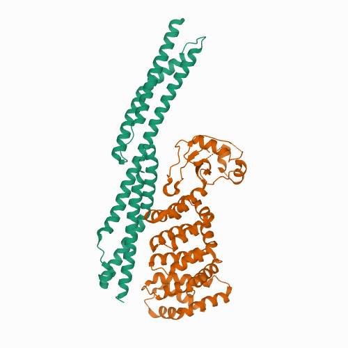 6XF1 Nesprin-2G(aa1425-1649)-FHOD1(aa1-339) complex, H. sapiens