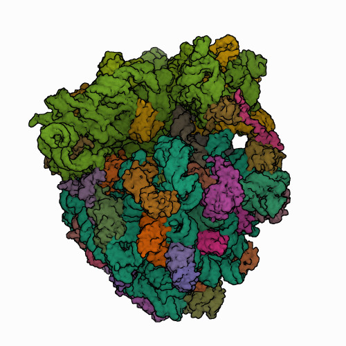 T. thermophilus 70S ribosome in complex with IBX, mRNA, deacylated A-site tRNAPhe, aminoacylated P-site fMet-NH-tRNAiMet, and deacylated E-site tRNAPhe 7RQ8