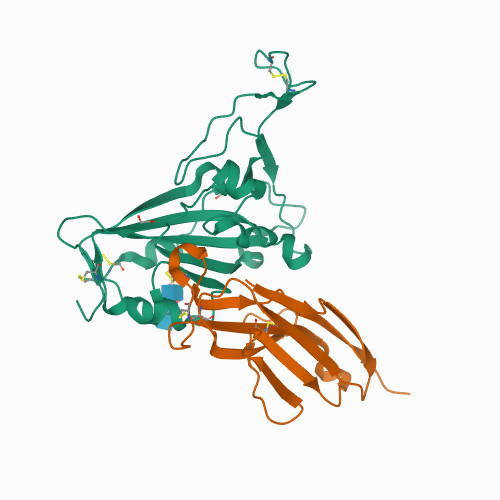 7SPO Crystal structure of the SARS-CoV-2 receptor binding domain in complex with VNAR 3B4