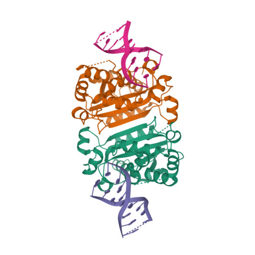 7TQQ Structure of human TREX1-DNA complex