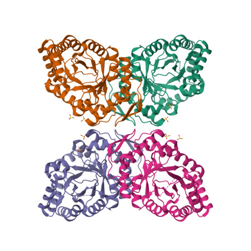 Crystal structure of dimethylsulfone monooxygenase SfnG from Pseudomonas fluorescens 8T0U, Crystal structure of dimethylsulfone monooxygenase SfnG from Pseudomonas fluorescens