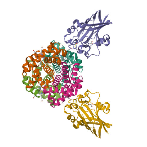 9BCJ, Crystal structure of human hemoglobin in complex with the HbpA receptor from Corynebacterium diphtheriae Crystal structure of human hemoglobin in complex with the HbpA receptor from Corynebacterium diphtheriae
