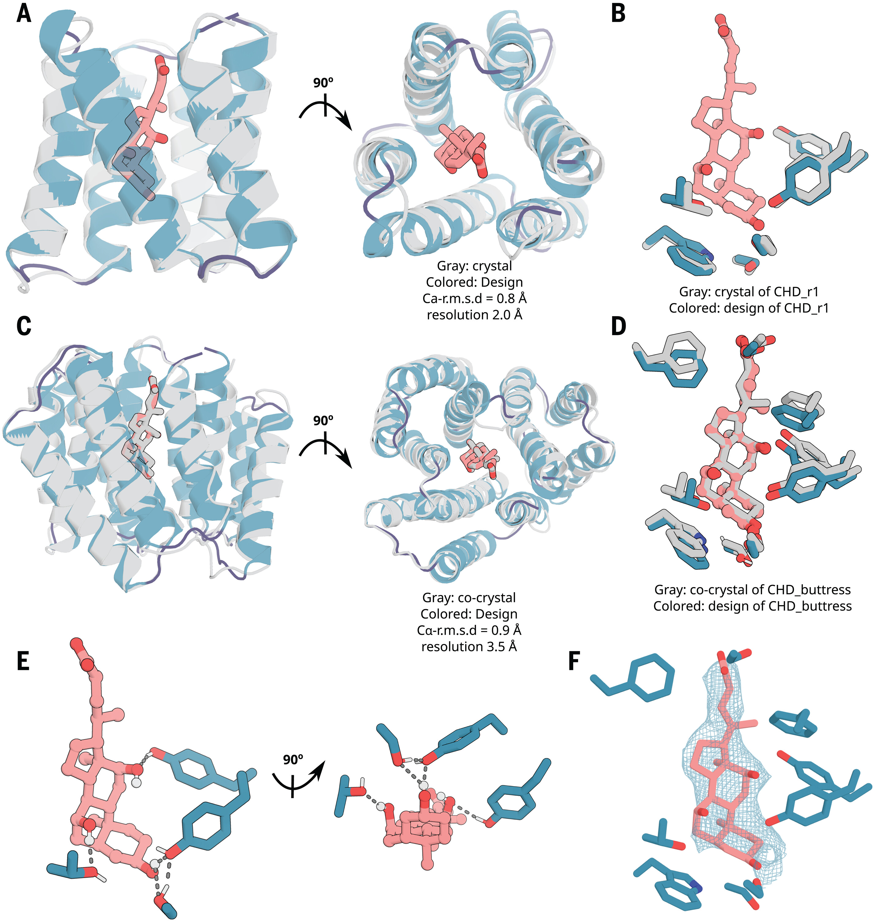 (A and B) The crystal structure of CHD_r1 (gray; ligand not modeled because of partial ligand electron density) is very similar to the computational design model (colored). (C and D) The crystal structure and the binding interface of CHD_buttress (gray) is very similar to the computational design model (colored). (E) The key polar- and hydrogen-bonding networks at the designed interface. (F) Composite omit map of interface region; the 2mFo-DFc electron density map at 1 σ level for CHD_buttress matches the d