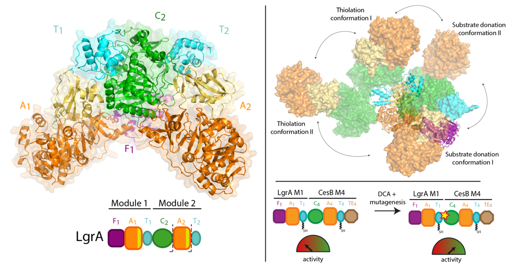 Structures of a dimodular NRPS protein reveal the central condensation state and infer very large conformational changes Structures of a dimodular NRPS protein reveal the central condensation state and infer very large conformational changes