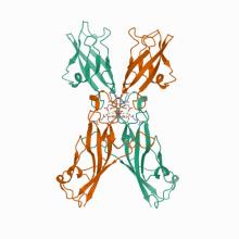 Crystal Structure of Human Protocadherin-15 EC2-