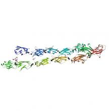 Crystal structure of the Protocadherin GammaB4 extracellular domain Crystal structure of the Protocadherin GammaB4 extracellular domain