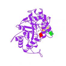 Structure of mouse RECON (AKR1C13) in complex with cyclic AMP-AMP-GMP (cAAG) Structure of mouse RECON (AKR1C13) in complex with cyclic AMP-AMP-GMP (cAAG)