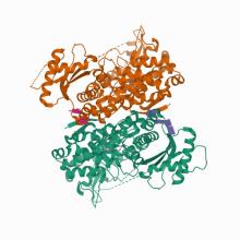 Human SAMHD1 bound to ribo(CGCCU)-oligonucleotide