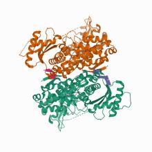6U6Y Human SAMHD1 bound to ribo(CGCCU)-oligonucleotide
