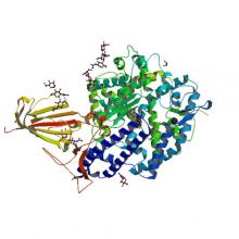 Structure of 2019-nCoV chimeric receptor-binding domain complexed with its receptor human ACE2