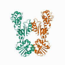 Crystal structure of apo Card1