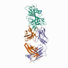 Structural basis for a germline-biased antibody response to SARS-CoV-2 (RBD:C1A-B12 Fab)