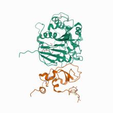 Structure of SARS-CoV-2 nsp16/nsp10 complex in presence of S-adenosyl-L-homocysteine (SAH)