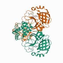 Crystal structure of the SARS-CoV-2 (2019-NCoV) main protease in complex with 5-(3-{3-chloro-5-[(5-methyl-1,3-thiazol-4-yl)methoxy]phenyl}-2-oxo-2H-[1,3'-bipyridin]-5-yl)pyrimidine-2,4(1H,3H)-dione (compound 13)