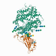 Crystal structure of spike protein receptor binding domain of escape mutant SARS-CoV-2 from immunocompromised patient (d146*) in complex with human receptor ACE2