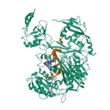 Human Argonaute3 bound to cityRNA and target RNA