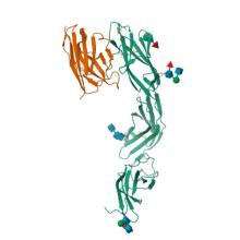9MFG, Complex of IL23 receptor and VHH