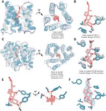 (A and B) The crystal structure of CHD_r1 (gray; ligand not modeled because of partial ligand electron density) is very similar to the computational design model (colored). (C and D) The crystal structure and the binding interface of CHD_buttress (gray) is very similar to the computational design model (colored). (E) The key polar- and hydrogen-bonding networks at the designed interface. (F) Composite omit map of interface region; the 2mFo-DFc electron density map at 1 σ level for CHD_buttress matches the d