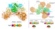 Structures of a dimodular NRPS protein reveal the central condensation state and infer very large conformational changes Structures of a dimodular NRPS protein reveal the central condensation state and infer very large conformational changes